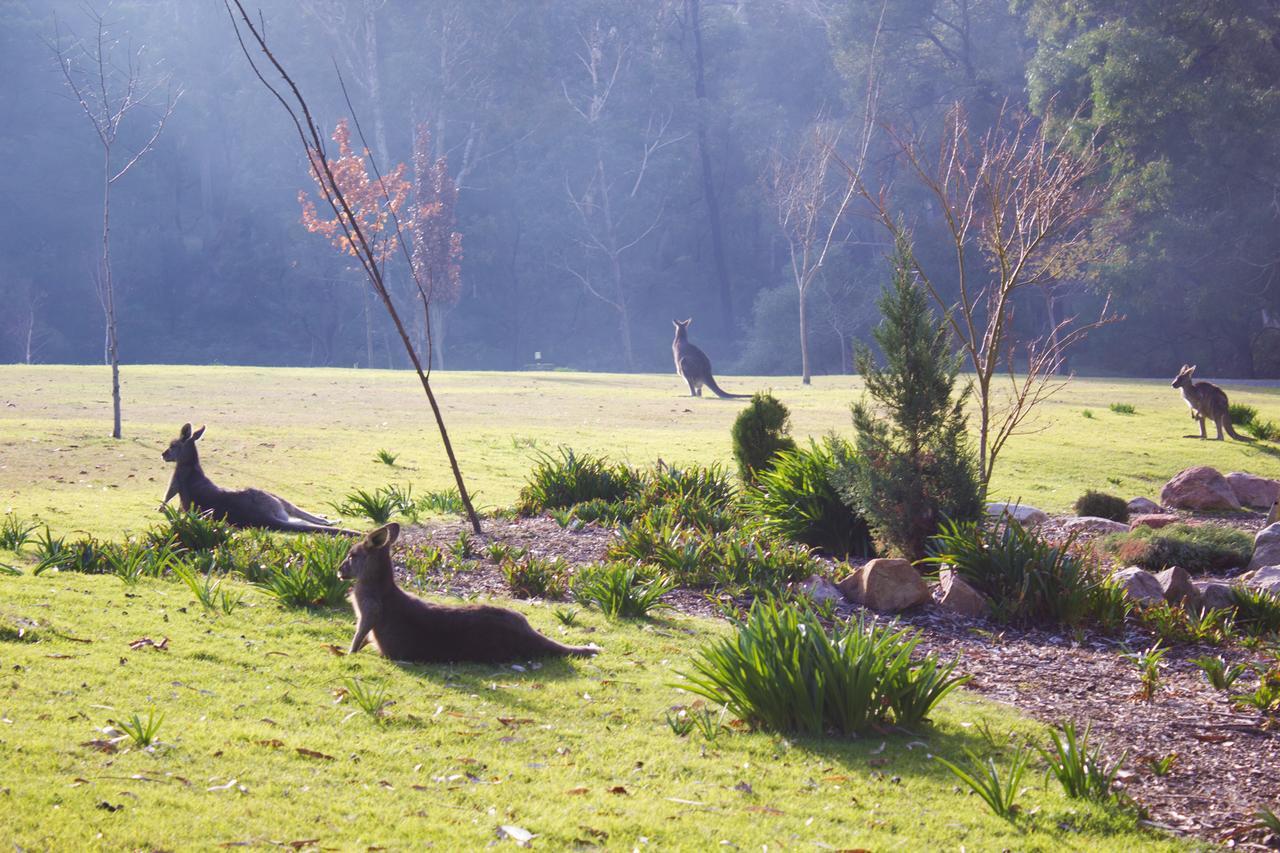 Marwood Villas Halls Gap Dış mekan fotoğraf