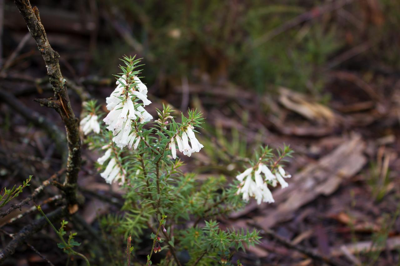 Marwood Villas Halls Gap Dış mekan fotoğraf
