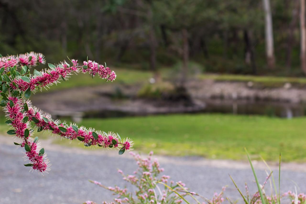 Marwood Villas Halls Gap Dış mekan fotoğraf