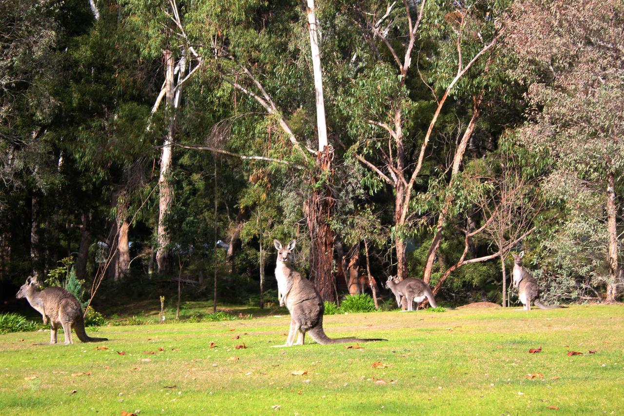 Marwood Villas Halls Gap Dış mekan fotoğraf