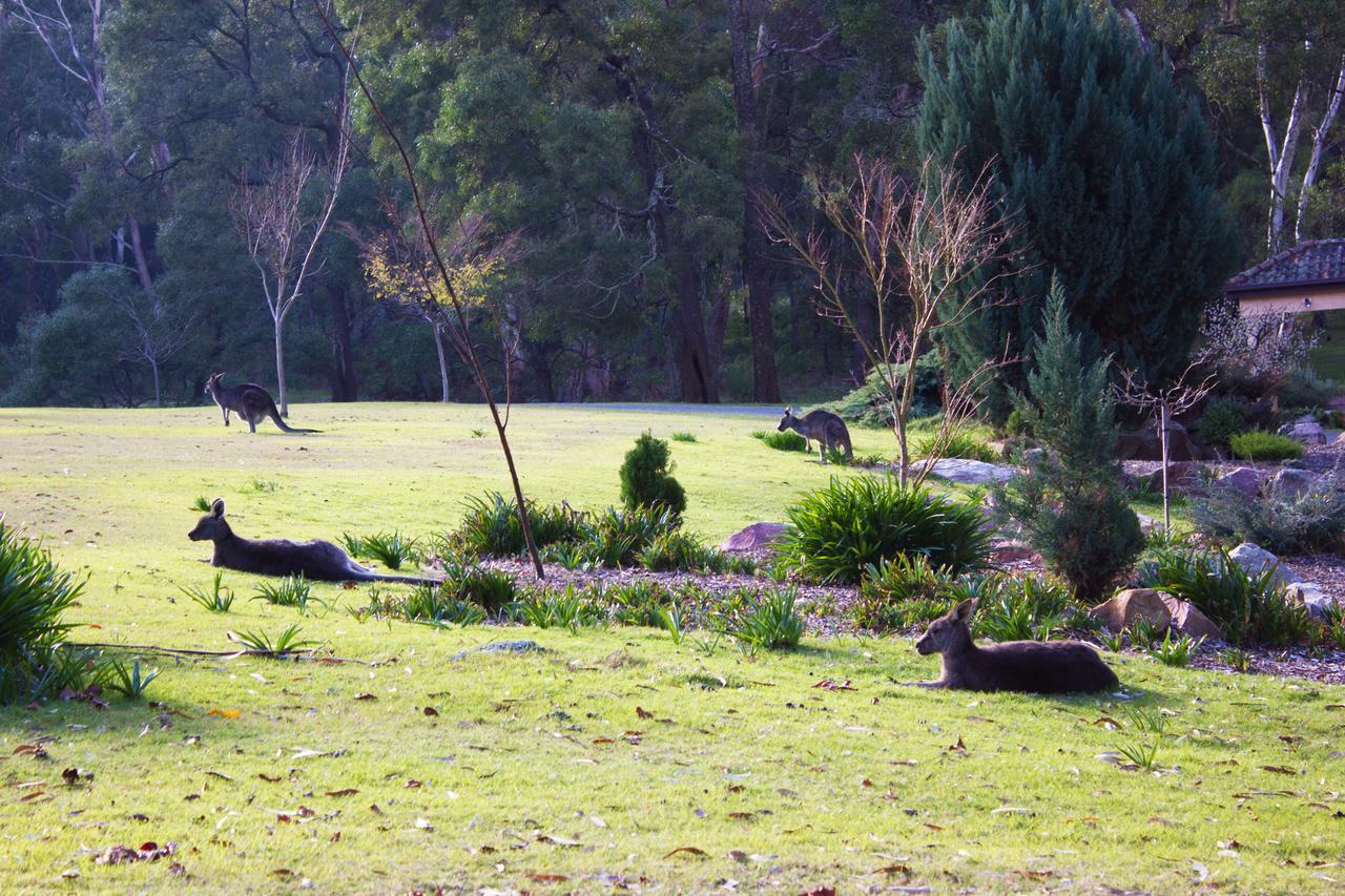 Marwood Villas Halls Gap Dış mekan fotoğraf